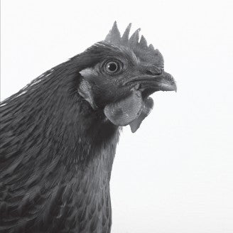 Kotelett & Zadak E.P. „KRÜMMEL“  12" Vinyl